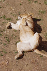 多摩動物公園 ライオン 恥じらいはないようです。
