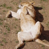 多摩動物公園 ライオン 恥じらいはないようです。