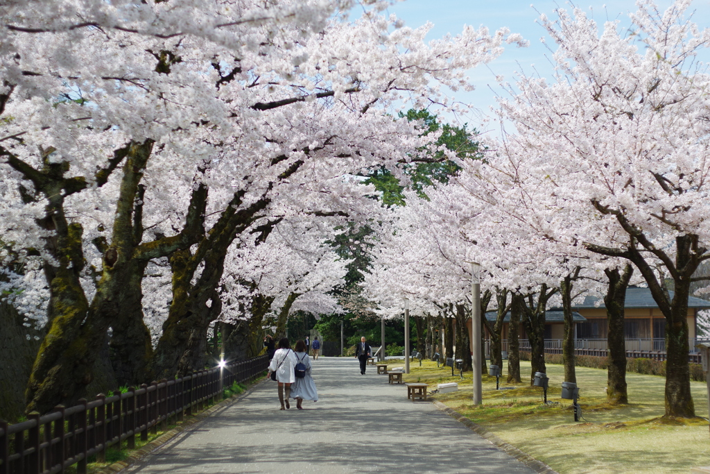 兼六園 桜 (59)