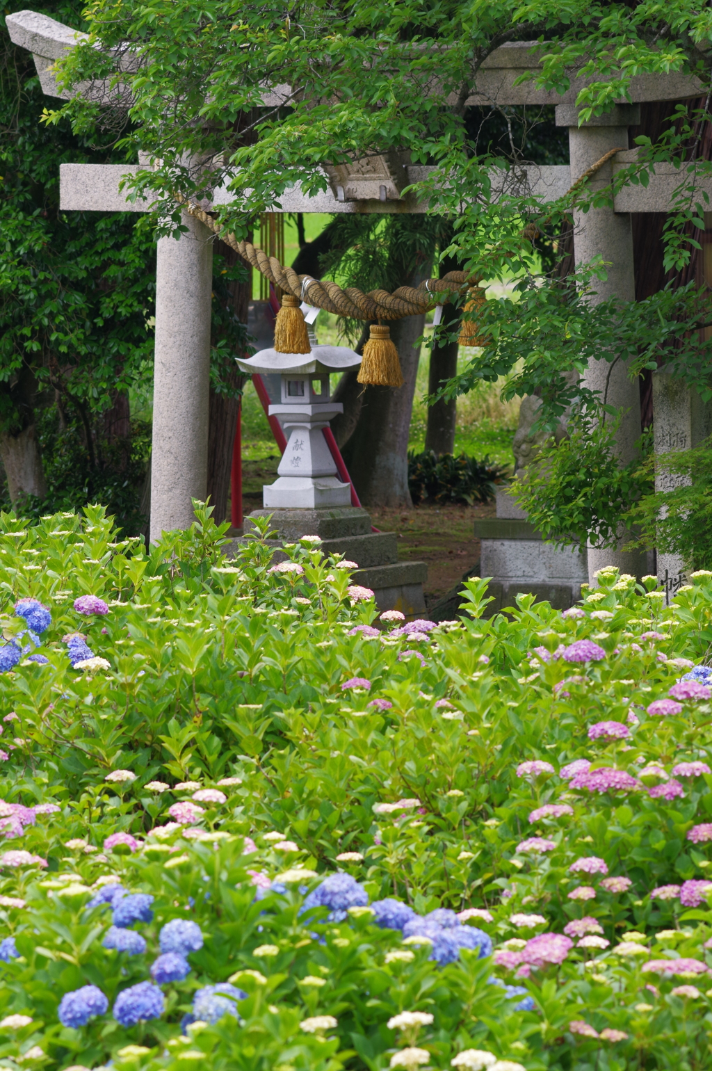 紫陽花と鳥居