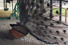 高岡城後にあった小さな動物園　後姿