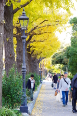 山下公園イチョウ並木 歩道