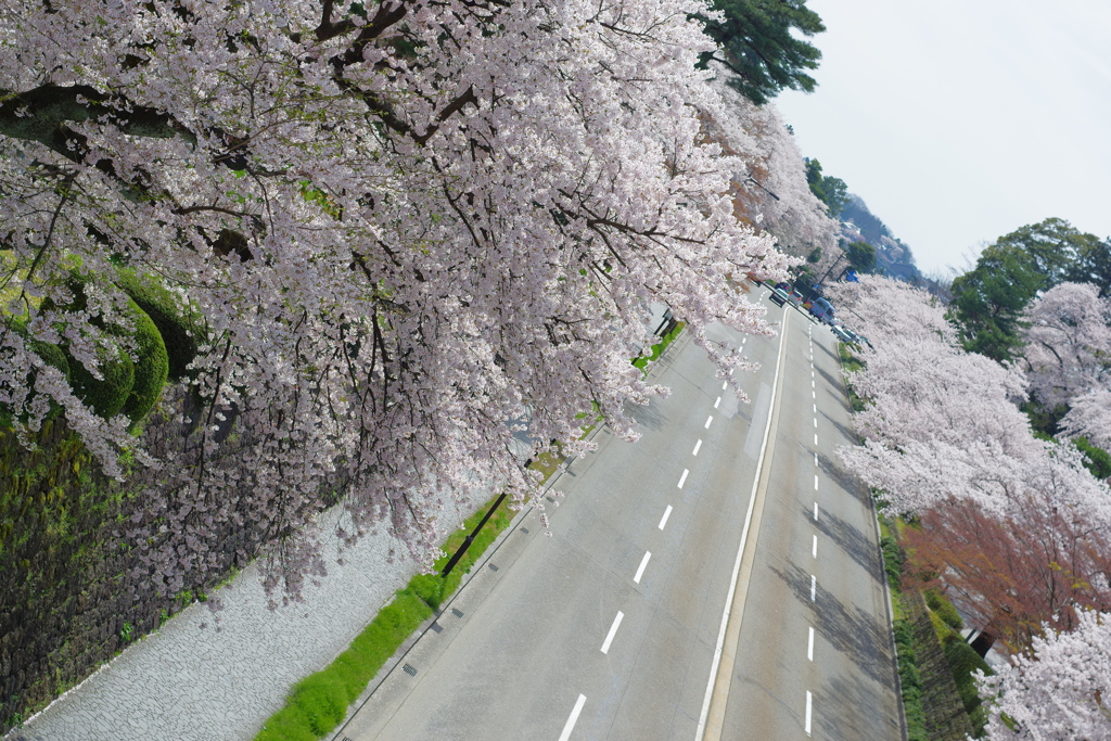 金沢城跡 桜散歩 5000円のレンズで撮ってみる (8)