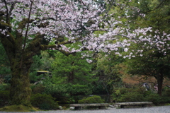 尾山神社 桜