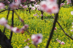 富山植物公園 梅と菜の花が綺麗 (7)