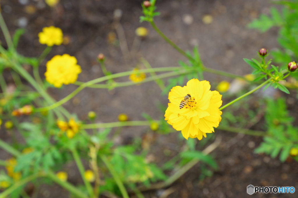 HD DA 16-50mm f2.8 重く高くいいレンズ