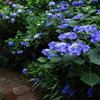 妙楽寺 紫陽花のお寺