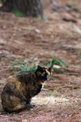 久しぶりに野良猫撮り 錆びネコさん