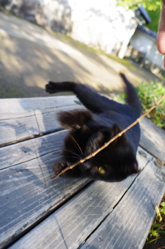姫路城周辺観光 猫と戯れる2 凄い動きwww