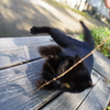 姫路城周辺観光 猫と戯れる2 凄い動きwww
