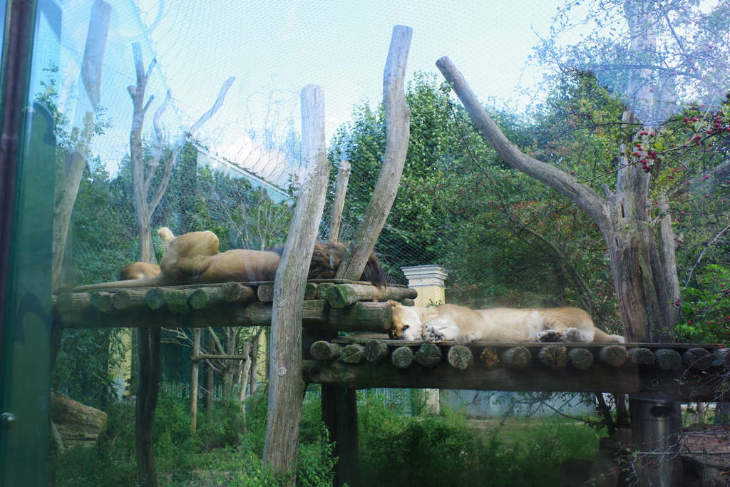 シェーンブルン動物園 国が違えどやることは同じ