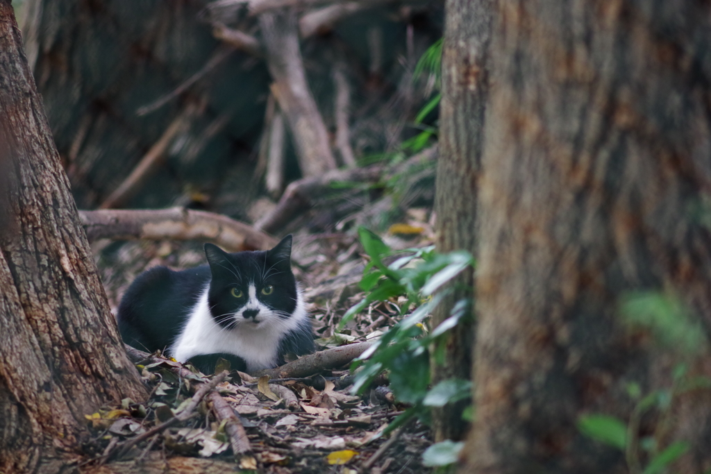 今日のノラ猫さん 23 森に住む猫