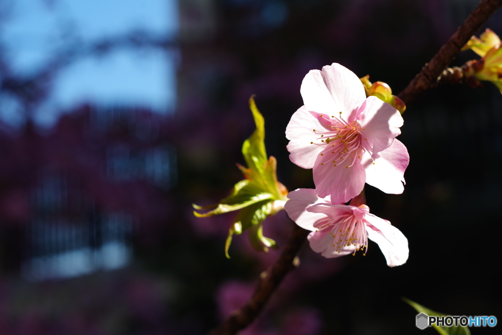西洋館散歩 super takumar 55mm f1.8