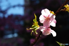 西洋館散歩 super takumar 55mm f1.8