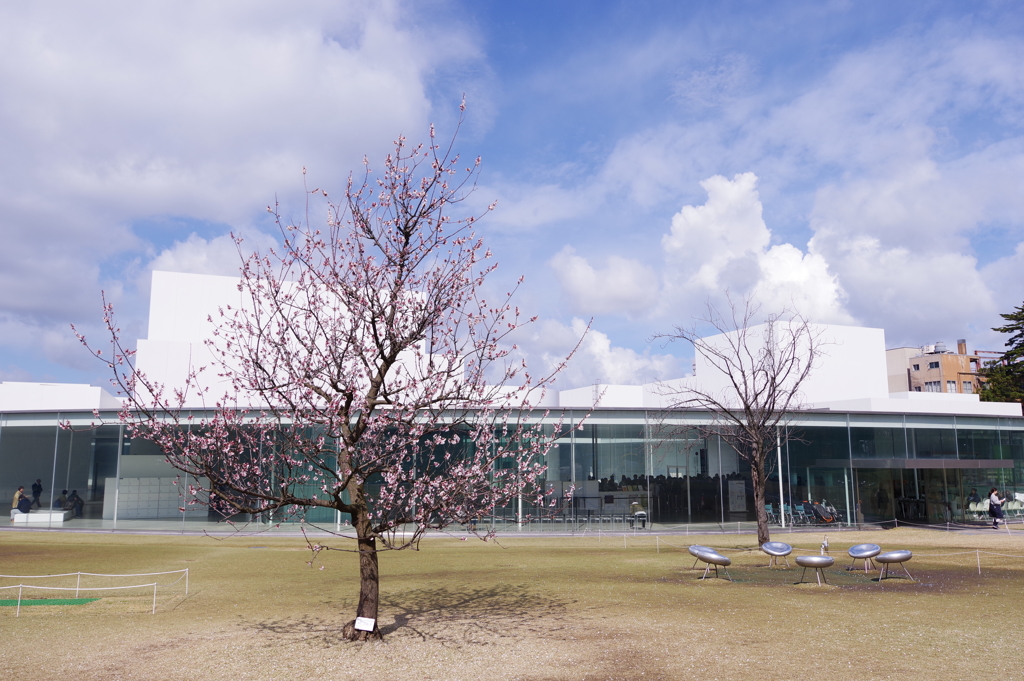 新天地 金沢 21世紀美術館とあんずの木
