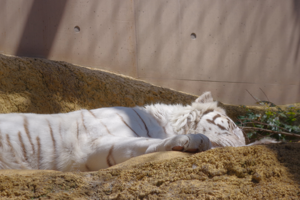 いしかわ動物園 もう一周　爆睡
