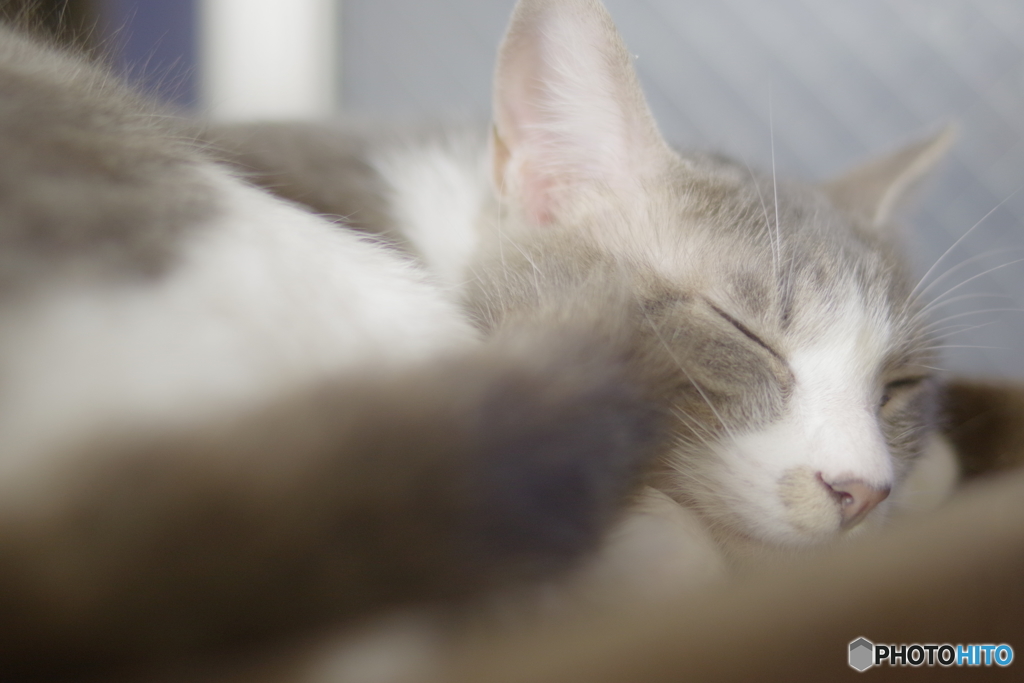 猫カフェ(6)