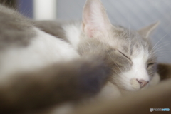 猫カフェ(6)