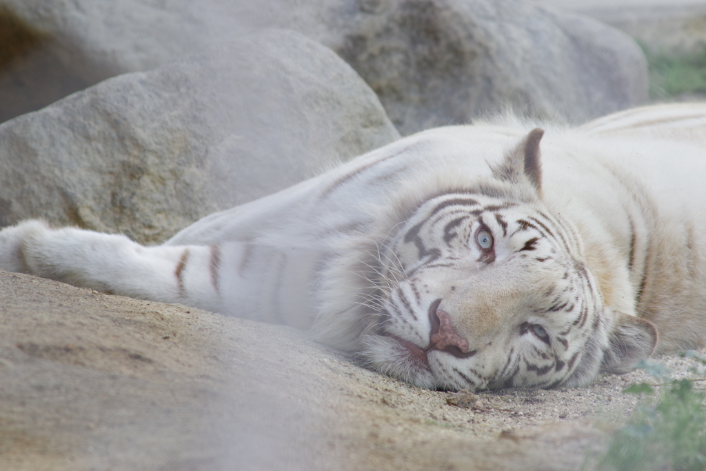 東武動物公園 やる気のない ホワイトタイガー