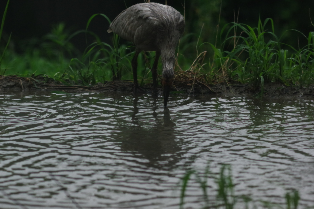 雨のいしかわ動物園 ずぶ濡れのトキ