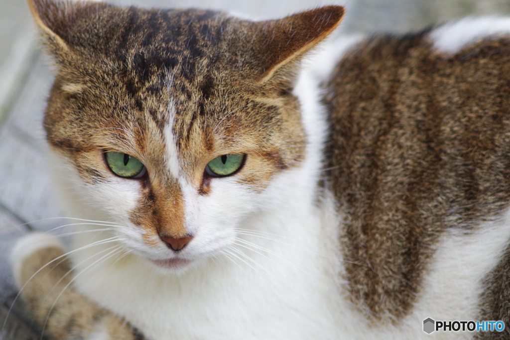 鎌倉散歩 野良猫  Fujinon 135mm f3.5