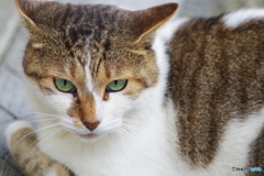 鎌倉散歩 野良猫  Fujinon 135mm f3.5