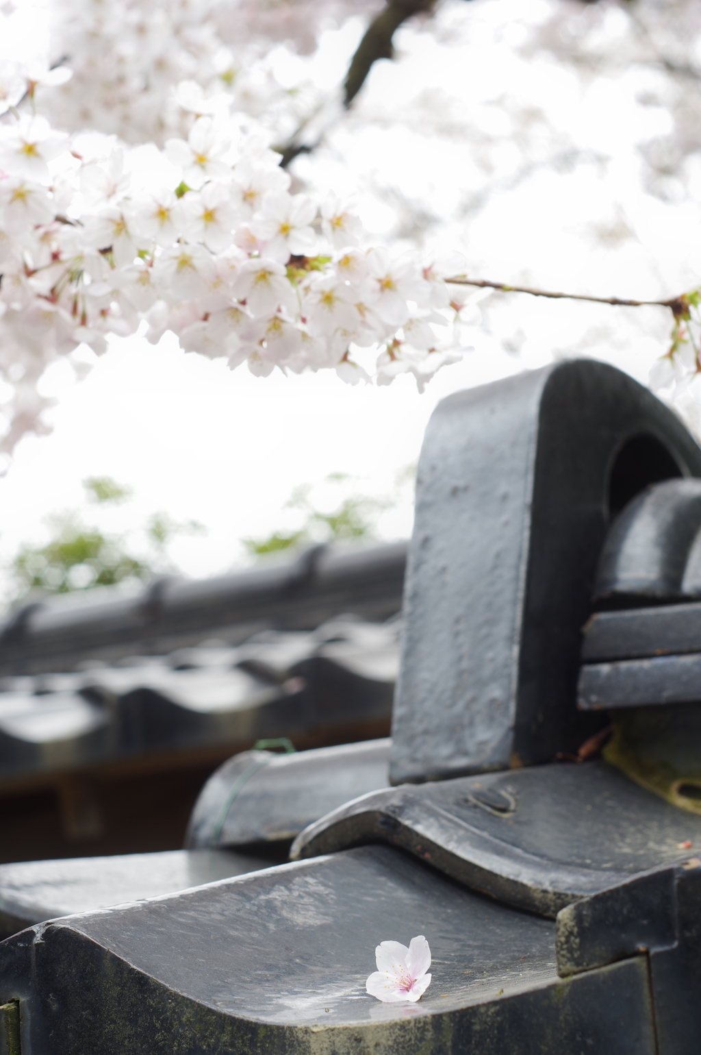 金沢 武家屋敷 桜と瓦