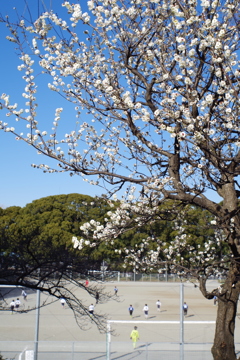 謎のレンズで散歩 梅