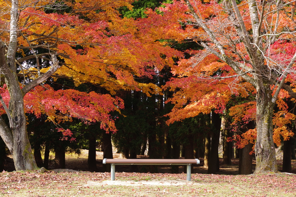 小矢部　紅葉