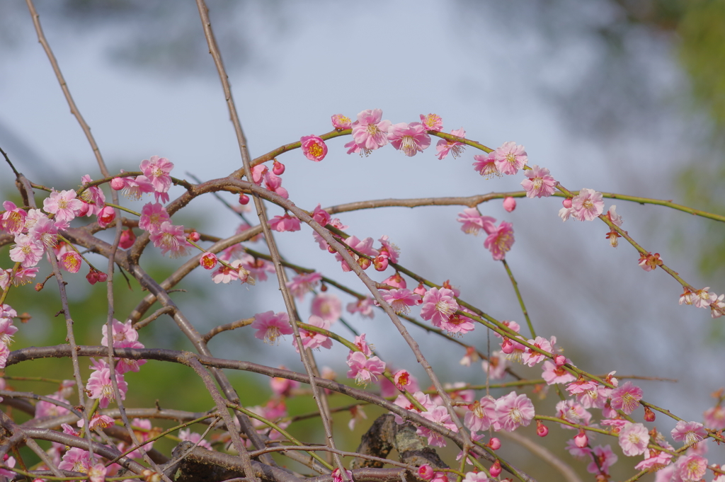 兼六園 梅林 (63)