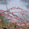 兼六園 梅林 (63)