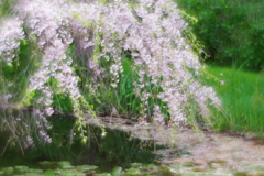 soft focusレンズで三渓園 池の上の桜