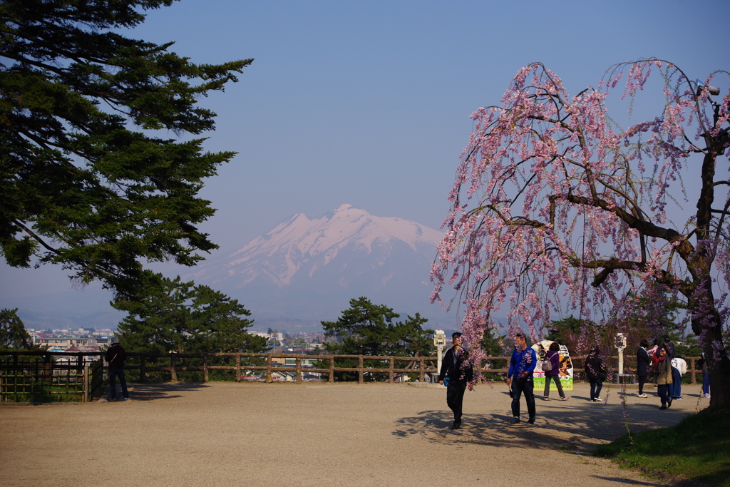 弘前さくら祭り 綺麗ですね岩木山