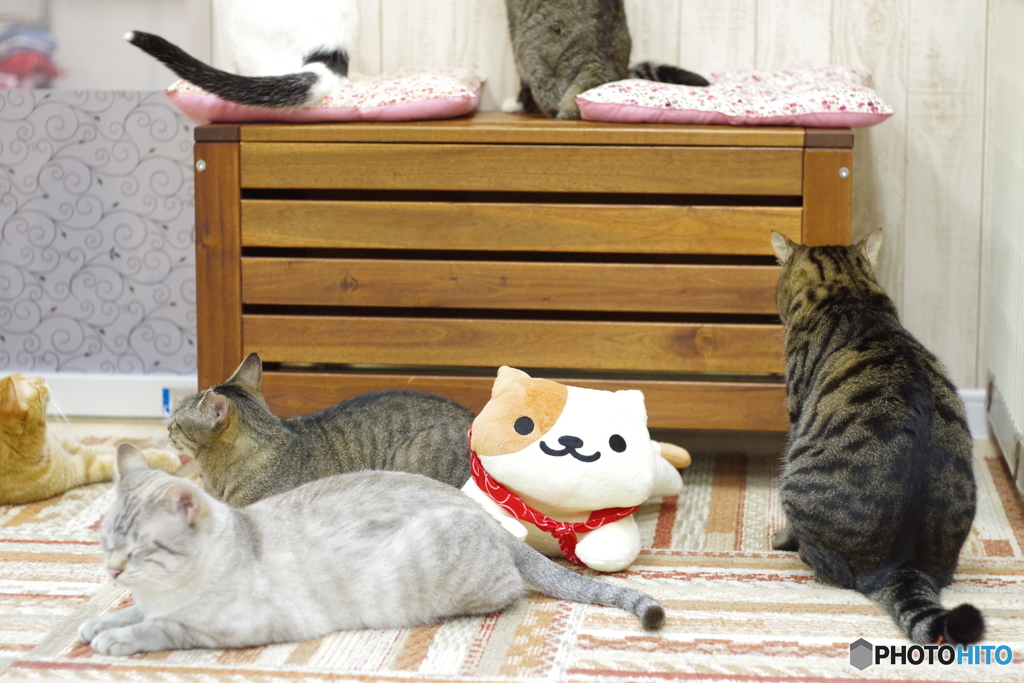 猫カフェ@鎌倉　ペトリ50mm f1.7