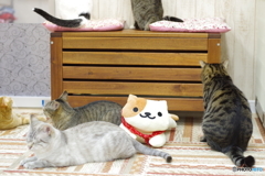 猫カフェ@鎌倉　ペトリ50mm f1.7