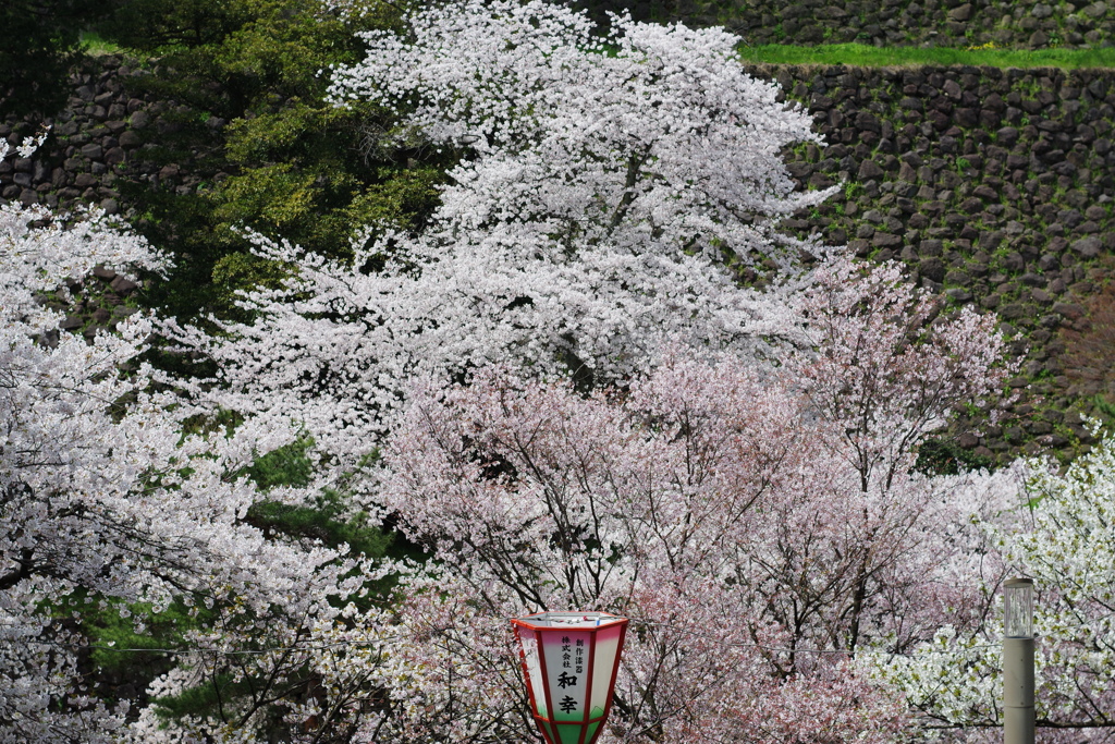 兼六園 桜 (36)