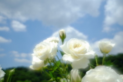 バラ園 癖が凄いMIRANDA28mm f2.8 Macro 