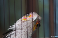 思いっきり見下してくるヘビクイワシ