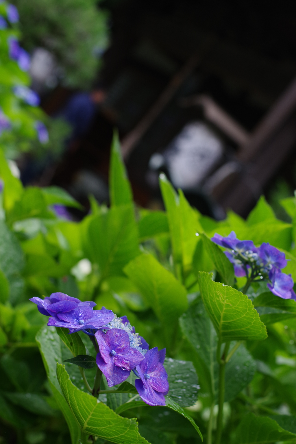 妙楽寺 紫陽花のお寺