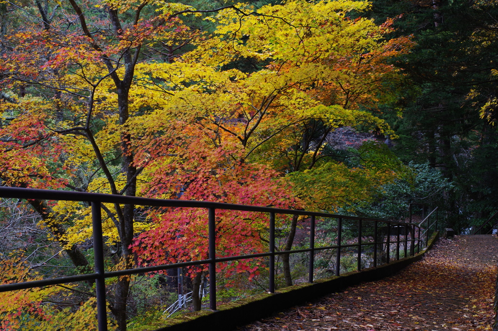 奥多摩湖 小河内神社への道 紅葉綺麗