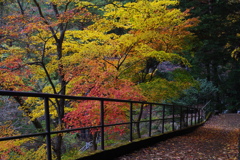 奥多摩湖 小河内神社への道 紅葉綺麗