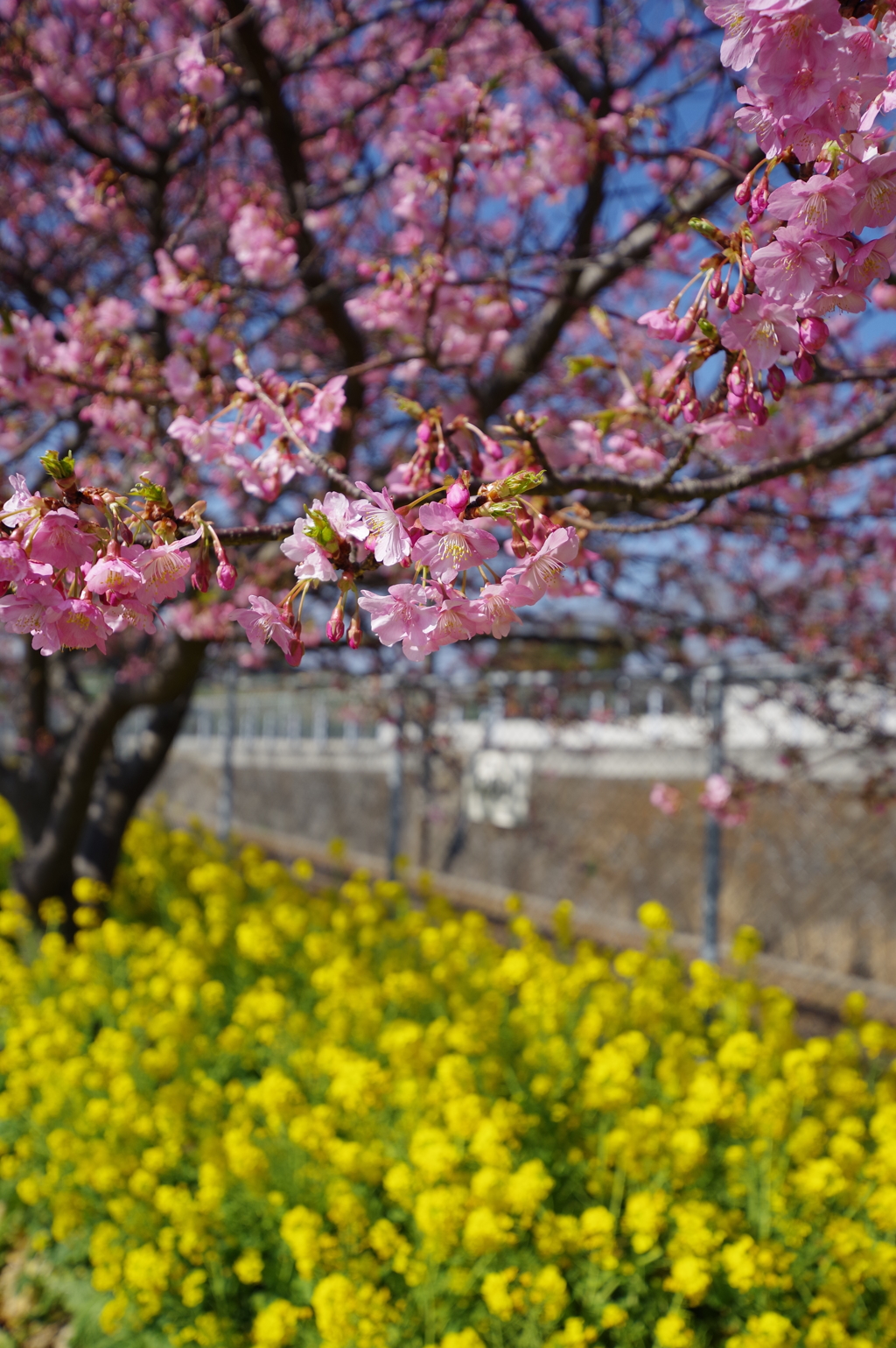 DA 11-18mm試し撮り　三浦海岸　河津桜