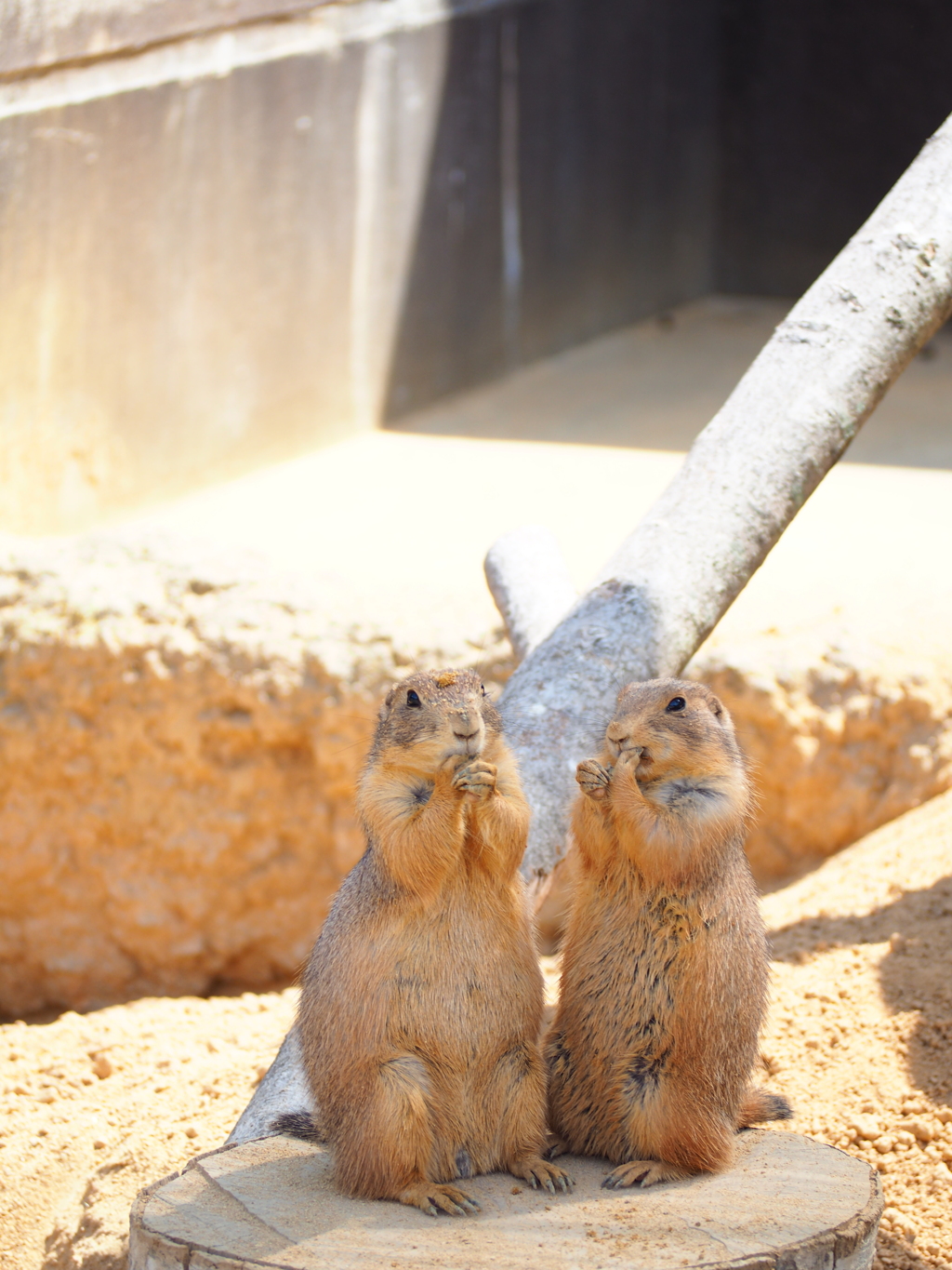 いしかわ動物園 仲良し