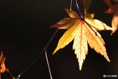 生田緑地 紅葉 200mm (10)