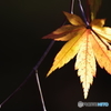 生田緑地 紅葉 200mm (10)