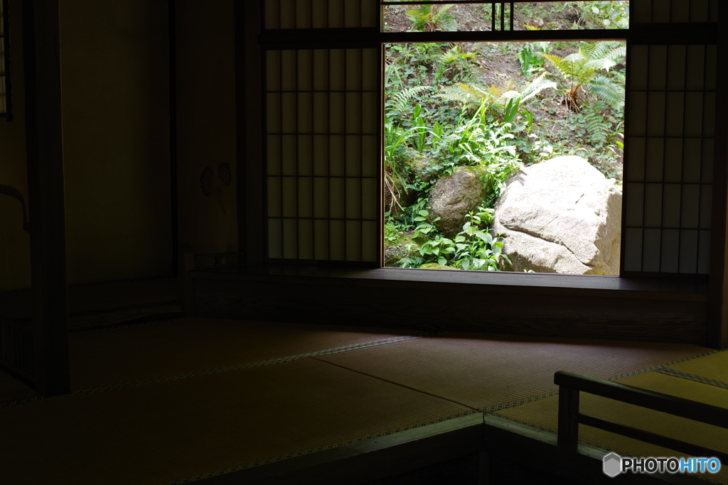 三渓園 猫 (8)