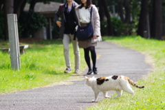大井町埠頭公園 野良猫と桜 人が来た
