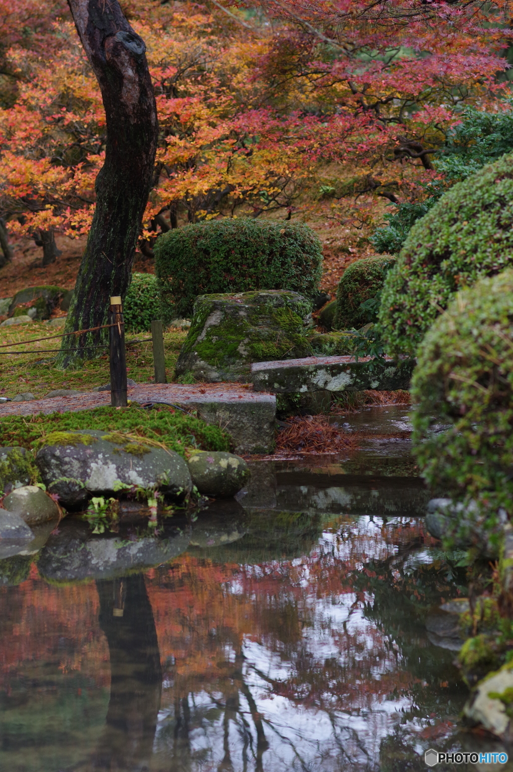 雨に濡れる晩秋の兼六園 (5)