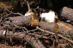 大井町埠頭公園 野良猫と桜 眠いその2