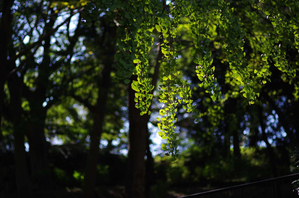 銀杏 Pentax KP + Fa 77mm limitedを使いたかっただけ